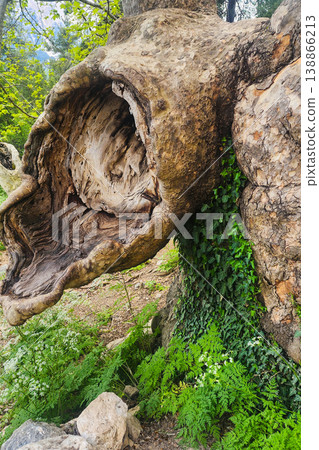 Old tree trunk forming a hollow cavity 138866213