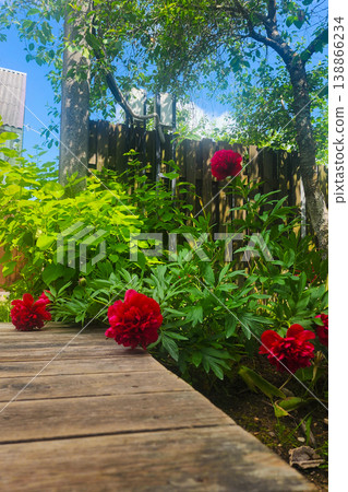 Red peonies blooming in rustic garden by wooden fence 138866234