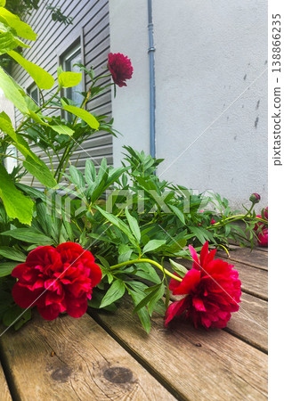 Red peonies blooming in rustic garden by wooden fence Red peonies blooming in rustic garden by wooden fence 138866235