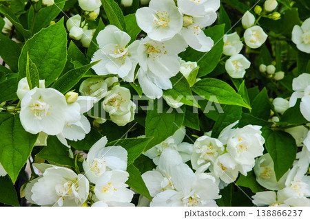 White jasmine flowers blooming in spring garden White jasmine flowers blooming in spring garden 138866237