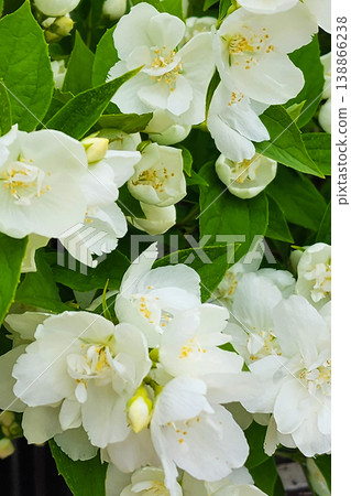 White jasmine flowers blooming in spring garden White jasmine flowers blooming in spring garden 138866238