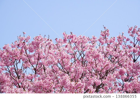 Kawazu cherry blossoms in full bloom stand out against the blue sky. Kawazu cherry blossoms in full bloom stand out against the blue sky. 138866355