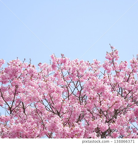 Pink Kawazu cherry blossoms shining in the blue sky Pink Kawazu cherry blossoms shining in the blue sky 138866371