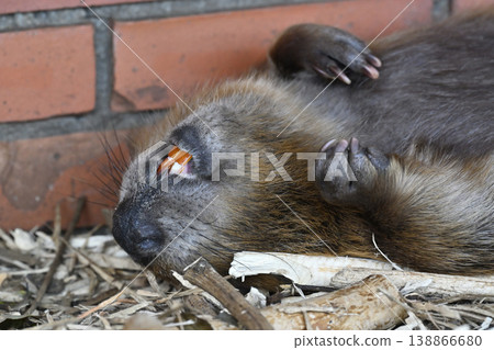 Beaver (American Beaver) 138866680