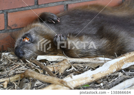 Beaver (American Beaver) 138866684