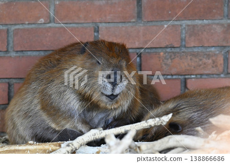 Beaver (American Beaver) 138866686