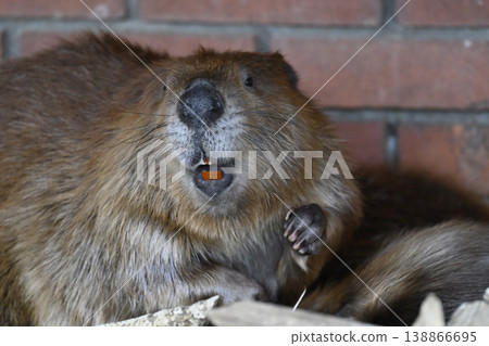 Beaver (American Beaver) Beaver (American Beaver) 138866695