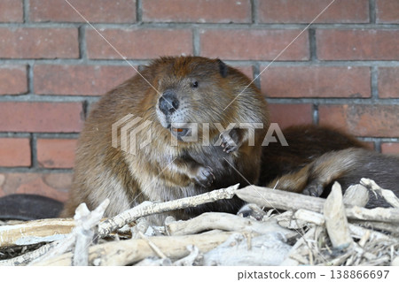Beaver (American Beaver) Beaver (American Beaver) 138866697