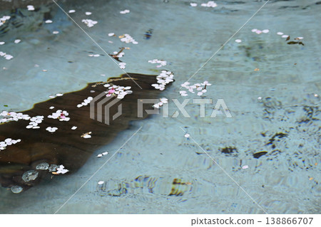 Beaver (American Beaver) Beaver (American Beaver) 138866707