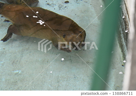 Beaver (American Beaver) 138866711