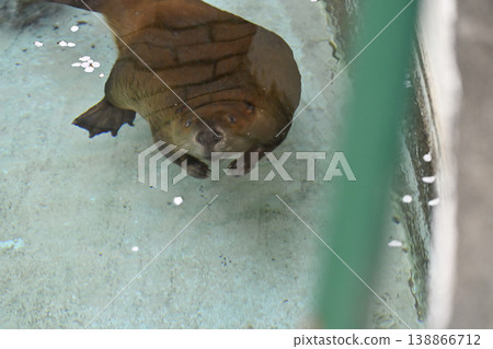 Beaver (American Beaver) Beaver (American Beaver) 138866712