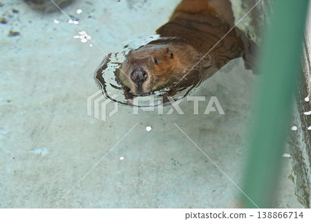 Beaver (American Beaver) 138866714