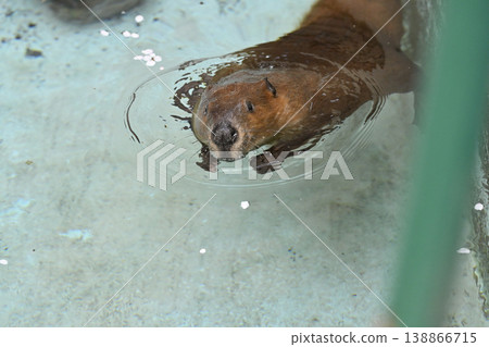 海狸（美洲海狸） 138866715