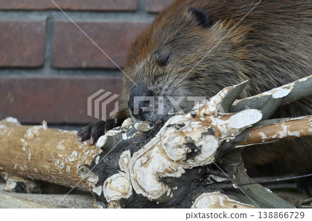 Beaver (American Beaver) 138866729