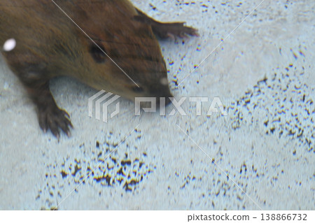 Beaver (American Beaver) 138866732
