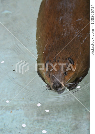海狸(美洲海狸) 海狸(美洲海狸) 138866734