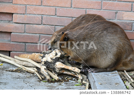 Beaver (American Beaver) 138866742
