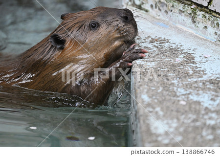 Beaver (American Beaver) 138866746