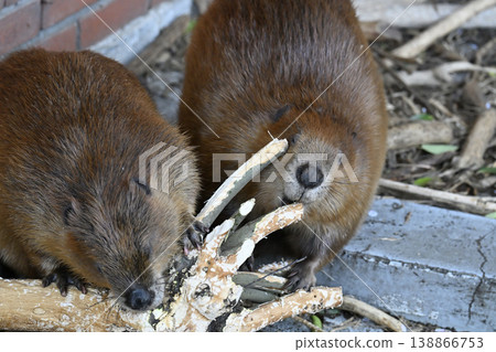 Beaver (American Beaver) Beaver (American Beaver) 138866753