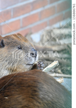 Beaver (American Beaver) Beaver (American Beaver) 138866761