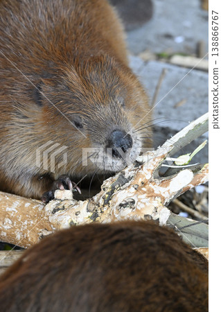 Beaver (American Beaver) 138866767