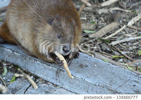 Beaver (American Beaver) 138866777