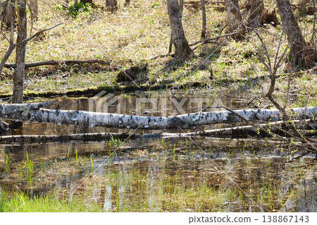Springtime scenery of the Kushiro Marshland 138867143
