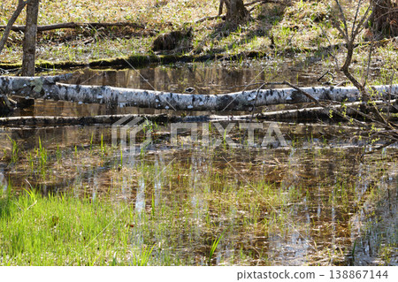 Springtime scenery of the Kushiro Marshland 138867144