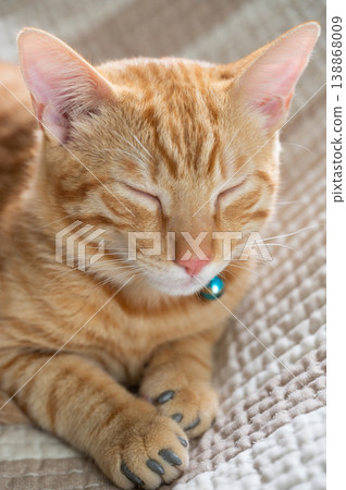 Portrait of cat with closed eyes Portrait of cat with closed eyes 138868009