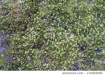 Mossy rock wall 138868066