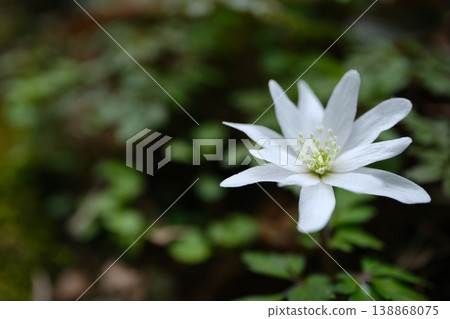 銀蓮花(Anemone pseudoaltaica)白色花朵的微距照片。 銀蓮花(Anemone pseudoaltaica)白色花朵的微距照片。 138868075