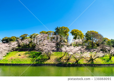 Cherry blossoms in full bloom at Chidorigafuchi, Tokyo. 138868091