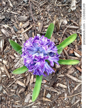 Purple Hyacinth Purple Hyacinth 138868149