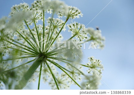 A composition looking up at the inflorescences of the Apiaceae family (summer flowers) spread across the blue sky. 138868339