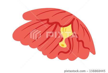 Hibiscus Petal Closeup Cartoon Hibiscus Petal Closeup Cartoon 138868445
