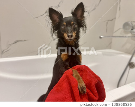 Ratlik, a happy young Prague rat trap are standing in the bathroom, after a walk, the owner washes the dog's paws. Ratlik, a happy young Prague rat trap are standing in the bathroom, after a walk, the owner washes the dog's paws. 138868526