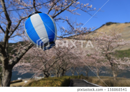 藍色燈籠和櫻花 138868541