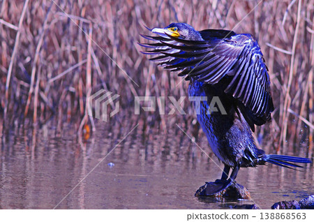 Cormorant spreading wings Cormorant spreading wings 138868563