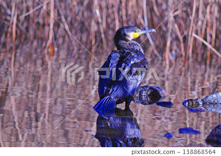 Cormorant spreading wings Cormorant spreading wings 138868564