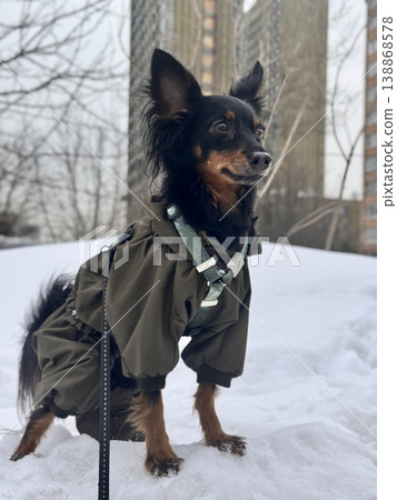 happy young Prague rat trap Ratlik, a Lieben chamois in a spring jumpsuit on a walk with her owner happy young Prague rat trap Ratlik, a Lieben chamois in a spring jumpsuit on a walk with her owner 138868578