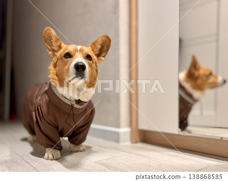 A happy beautiful red-haired Welsh corgi in a jumpsuit is going for a walk A happy beautiful red-haired Welsh corgi in a jumpsuit is going for a walk 138868585