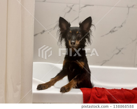 Ratlik, a happy young Prague rat trap are standing in the bathroom, after a walk, the owner washes the dog's paws. Ratlik, a happy young Prague rat trap are standing in the bathroom, after a walk, the owner washes the dog's paws. 138868588