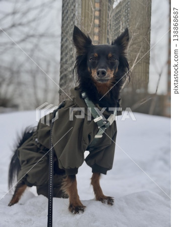 happy young Prague rat trap Ratlik, a Lieben chamois in a spring jumpsuit on a walk with her owner 138868687