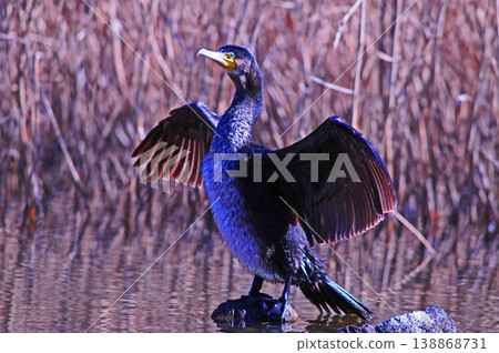 Cormorant spreading wings Cormorant spreading wings 138868731