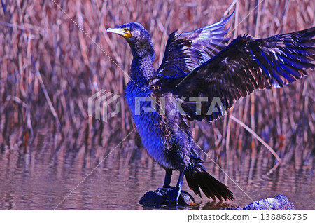 Cormorant spreading wings Cormorant spreading wings 138868735