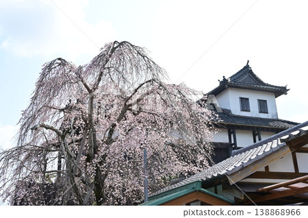 鼓樓與櫻花(掛川城) 鼓樓與櫻花(掛川城) 138868966