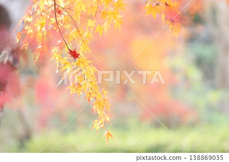 A stop along the red maple leaves 138869035
