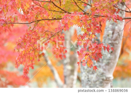 Beautiful autumn leaves Beautiful autumn leaves 138869036