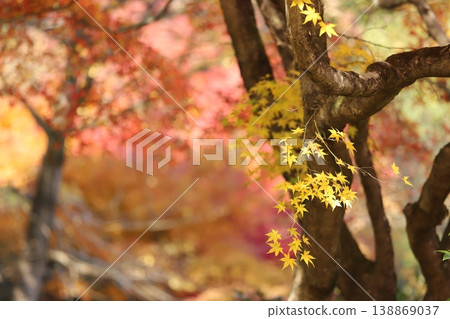Beautiful autumn leaves Beautiful autumn leaves 138869037