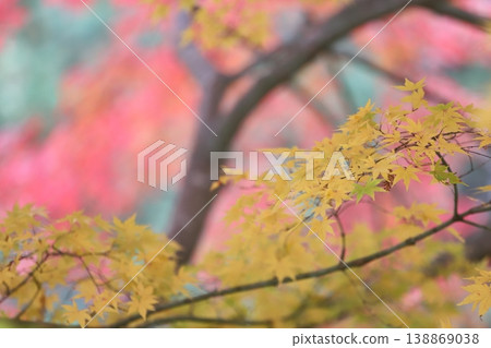 Beautiful autumn leaves Beautiful autumn leaves 138869038